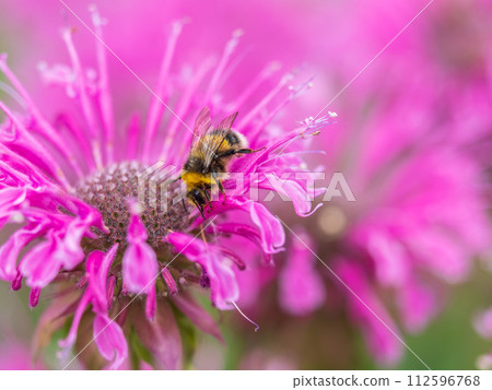 Bumblebee collecting nectar from monarda flower macro photography on a summer day. Bumblebee collecting nectar from monarda flower macro photography on a summer day. 112596768