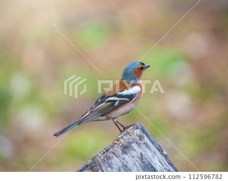 Common chaffinch, Fringilla coelebs, sits on a tree. Common chaffinch in wildlife. Common chaffinch, Fringilla coelebs, sits on a tree. Common chaffinch in wildlife. 112596782