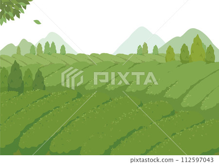 Tea plantation landscape illustration tea garden 112597043