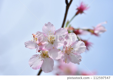 農場盛開的染井吉野櫻花朵特寫 農場盛開的染井吉野櫻花朵特寫 112597547