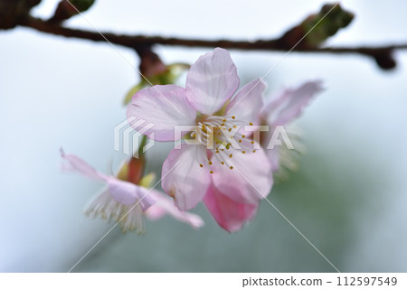 Close-up of blooming Somei Yoshino cherry blossoms on the farm 112597549