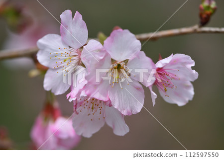 Close-up of blooming Somei Yoshino cherry blossoms on the farm 112597550