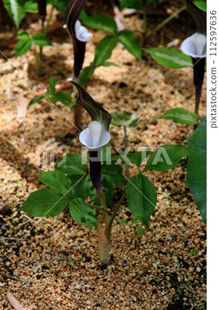 YUKIMOCHISOU YUKIMOCHISOU 112597636