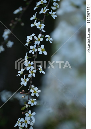雪柳花黑背景 雪柳花黑背景 112597854