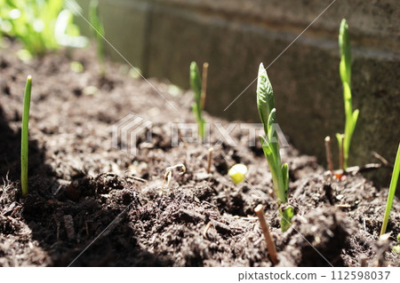 Chojiso Blue Ice sprout Chojiso Blue Ice sprout 112598037