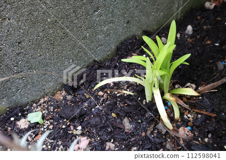 亞伯蘭皮迪錠發芽 亞伯蘭皮迪錠發芽 112598041