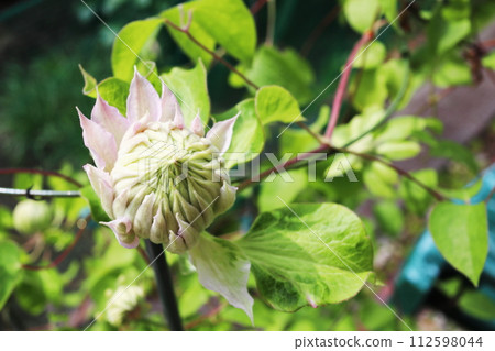 步行芽鐵線蓮鐘 112598044