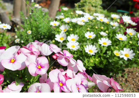 garden with spring flowers 112598053