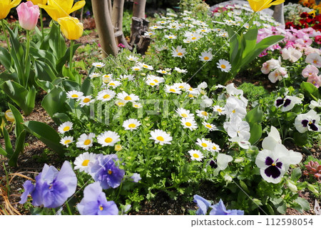有春天的花朵的花園 112598054