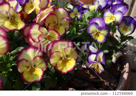yellow viola with purple ring 112598060