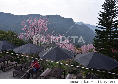 Spring cherry blossoms in mountains and terrace coffee table and chairs of wooden building Spring cherry blossoms in mountains and terrace coffee table and chairs of wooden building 112598363