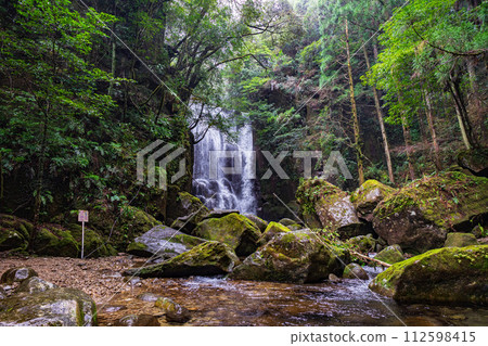 Mulberry tree waterfall in early spring Mulberry tree waterfall in early spring 112598415