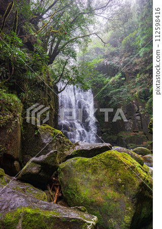 Mulberry tree waterfall in early spring Mulberry tree waterfall in early spring 112598416