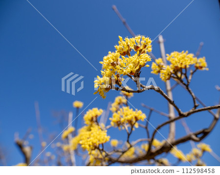 春天的玉髓花在藍天的襯托下熠熠生輝 112598458