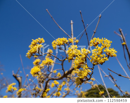 春天的玉髓花在藍天的襯托下熠熠生輝 112598459