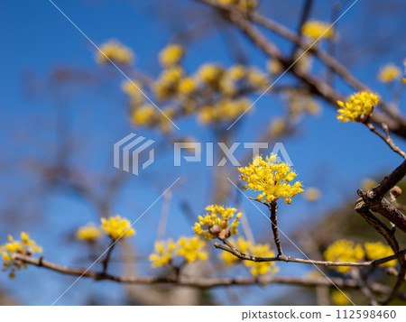 春天的玉髓花在藍天的襯托下熠熠生輝 春天的玉髓花在藍天的襯托下熠熠生輝 112598460