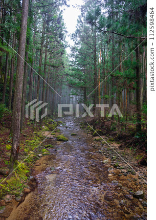Landscape in forest 112598464