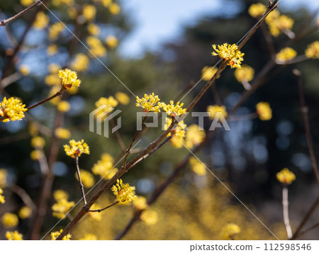 Sansuyu flowers herald the arrival of spring Sansuyu flowers herald the arrival of spring 112598546