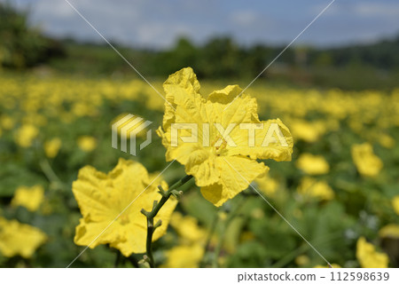 Luffa crop with blooming yellow flowers 112598639