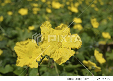 Luffa crop with blooming yellow flowers 112598640
