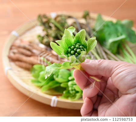 濾鍋中的春季食材（吹之、蕨、三葉、馬尾） 112598753