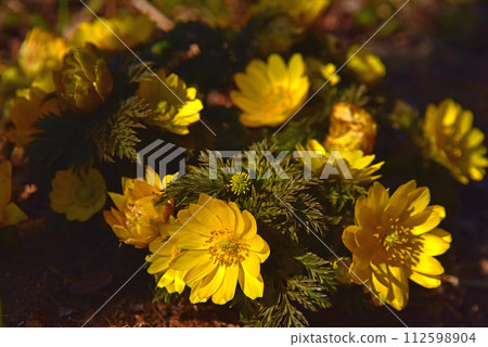 Spring flowers Fukuge Spring flowers Fukuge 112598904