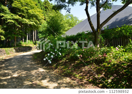 Shirakawa Sekinomori Park 2023-7-2 #9 Shirakawa Sekinomori Park 2023-7-2 #9 112598932