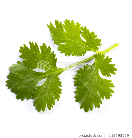 Coriander leaf isolated on a white background. 112598939