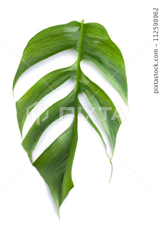 Closeup focus to Fresh leaf of Epipremnum Pinnatum Cebu Blue isolated on a white background Closeup focus to Fresh leaf of Epipremnum Pinnatum Cebu Blue isolated on a white background 112598962