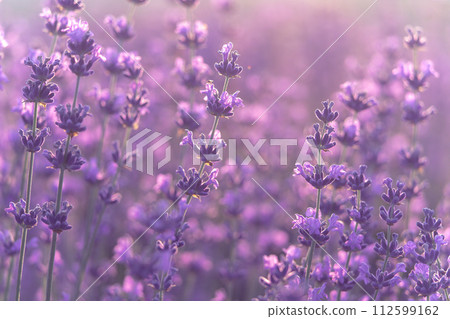 Lavender flower background. Violet lavender field sanset close up. Lavender flowers in pastel colors at blur background. Nature background with lavender in the field. 112599162