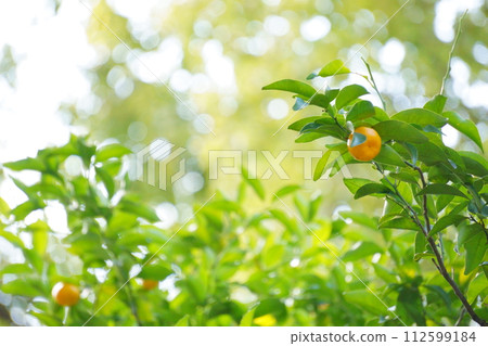 柑橘類水果 神樹上生長的 39 種水果 112599184