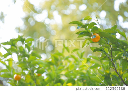 Citrus 38 citrus fruits growing on sacred trees Citrus 38 citrus fruits growing on sacred trees 112599186