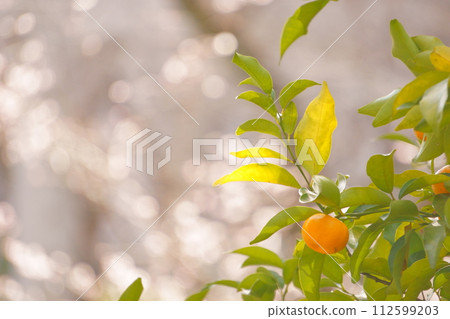 Citrus fruits 24 citrus fruits growing on sacred trees Citrus fruits 24 citrus fruits growing on sacred trees 112599203