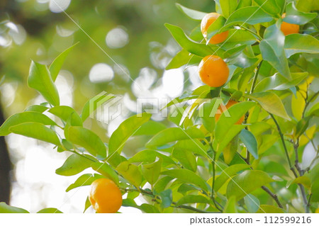 Citrus fruits 13 fruits growing on sacred trees Citrus fruits 13 fruits growing on sacred trees 112599216