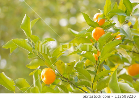 Citrus fruit 9 112599220