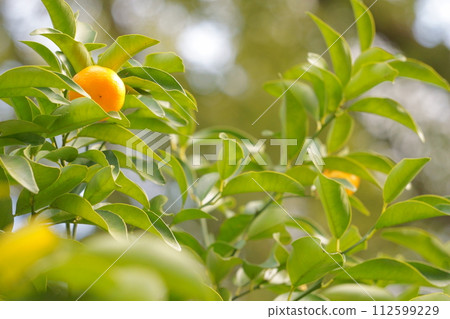 Citrus 45 citrus fruits growing on sacred trees Citrus 45 citrus fruits growing on sacred trees 112599229