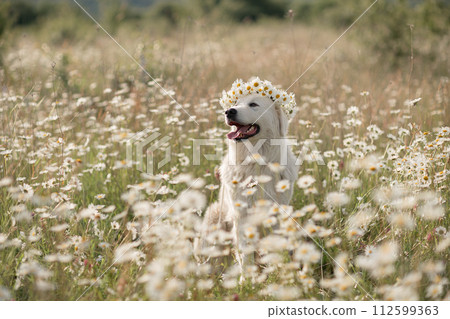 Daisies white dog Maremma Sheepdog in a wreath of daisies sits on a green lawn with wild flowers daisies, walks a pet. Cute photo with a dog in a wreath of daisies. 112599363