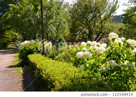 白川關之森公園 2023-7-2 #15 112599419