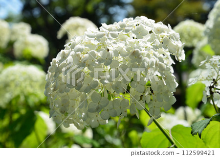 白川關之森公園 2023-7-2 #16 白川關之森公園 2023-7-2 #16 112599421