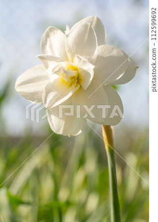 Beautiful flower of white daffodil growing in the garden. 112599692