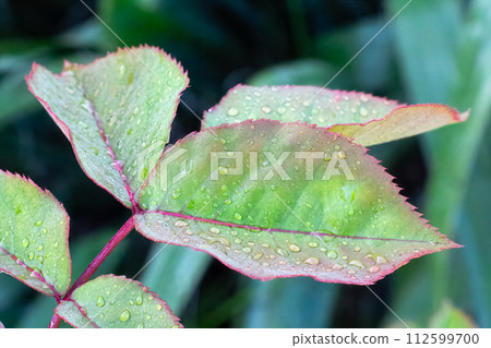 Rose leaves with water drops in the garden. Rose leaves with water drops in the garden. 112599700