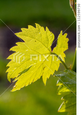 Grape leaf on a bush in the garden. 112599730