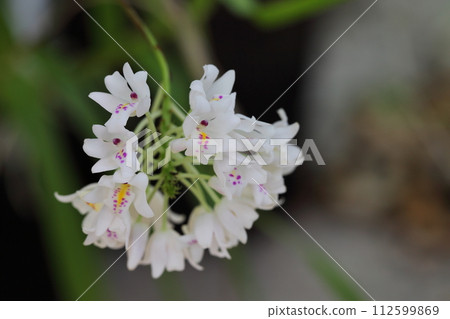 Neoventhamia gracilis flowers 112599869