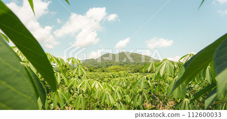 row of cassava tree in field. Growing cassava, young shoots growing. The cassava is the tropical food plant,it is a cash crop in Thailand. row of cassava tree in field. Growing cassava, young shoots growing. The cassava is the tropical food plant,it is a cash crop in Thailand. 112600033