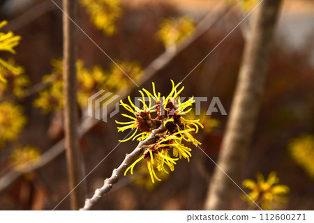 Spring flowers Mansaku Spring flowers Mansaku 112600271