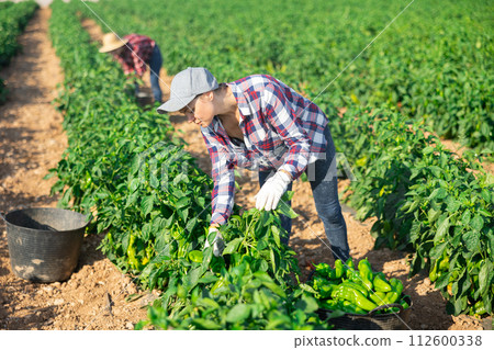 Woman gardener harvesting pepper on plantation Woman gardener harvesting pepper on plantation 112600338