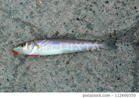 I put the caught whiting on the concrete of the breakwater and took it 112600350