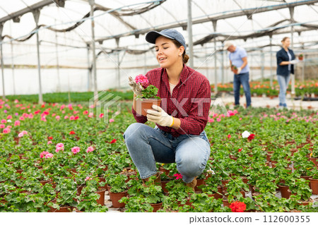 female staff of wholesale warehouse of plants inspects geranium before sending order abroad 112600355