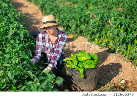 Female farmer puts bell peppers in basket for sale in market 112600376