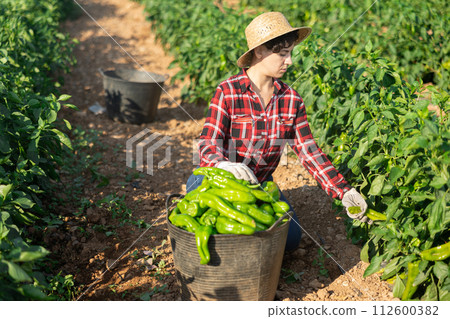 Woman gardener harvesting pepper on plantation Woman gardener harvesting pepper on plantation 112600382